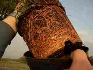 Wurzelballen im Container gewachsen
