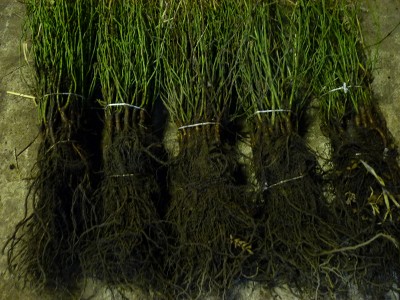 Sämlinge/Sämlingspflanzen (Rosa Canina)